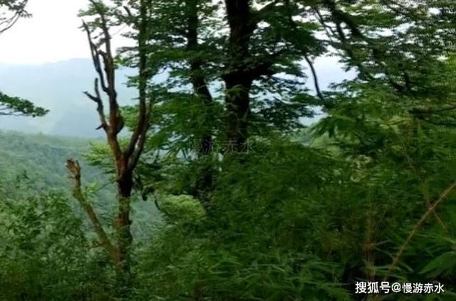 升空的愤怒奶奶